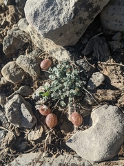 Astragalus platytropis