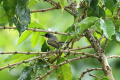 Todirostrum cinereum