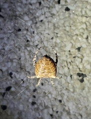 Araneus gemmoides