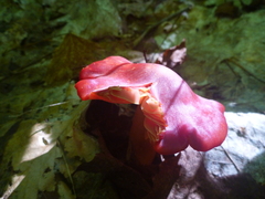 Hygrocybe punicea