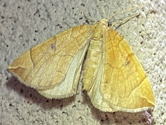 Eulithis propulsata