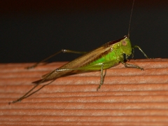 Conocephalus fasciatus