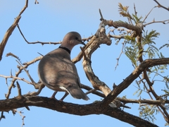 Streptopelia capicola