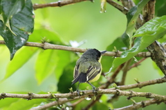 Todirostrum cinereum