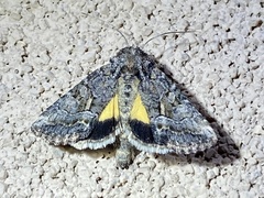 Pseudanarta flavidens