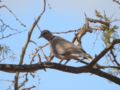Streptopelia capicola