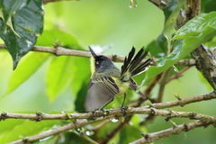 Todirostrum cinereum