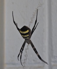 Argiope aetherea