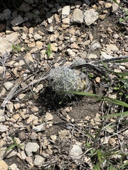 Neolloydia conoidea