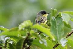 Todirostrum cinereum