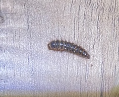 Arthropoda