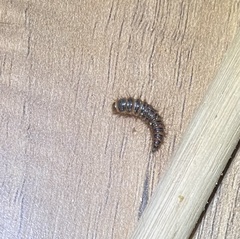 Arthropoda