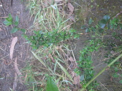 Valeriana microphylla