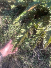 Polystichum munitum