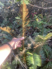 Polystichum munitum