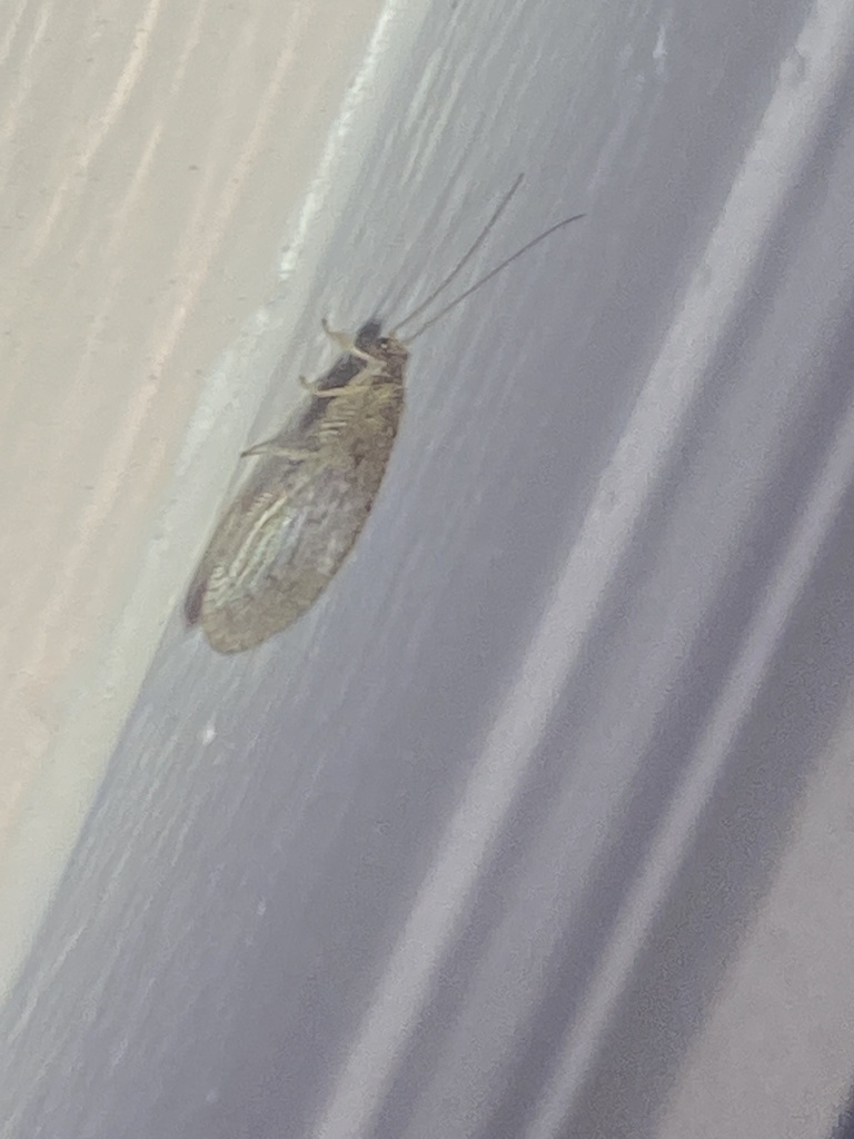 Antique Brown Lacewing from Balfour Dr, Wappingers Falls, NY, US on