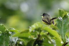 Todirostrum cinereum