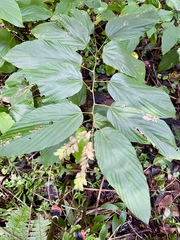 Flemingia strobilifera
