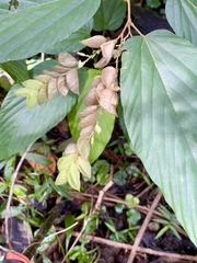 Flemingia strobilifera