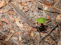 Aspidoscelis hyperythrus