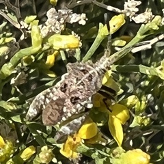 Merocoris curtatus