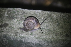 Cyclophorus punctatus