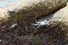 Grapsus grapsus
