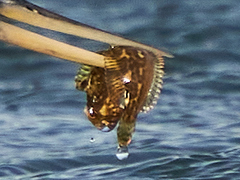 Actinopterygii
