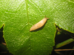 Deroceras reticulatum