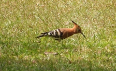 Upupa epops africana