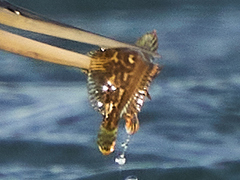 Actinopterygii