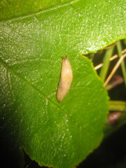 Deroceras reticulatum