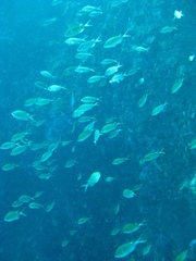 Azurina multilineata