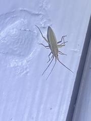 Stenodema trispinosum