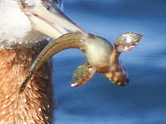 Actinopterygii