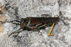 Schistocerca melanocera