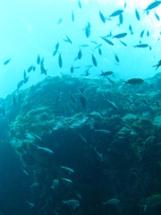 Azurina multilineata