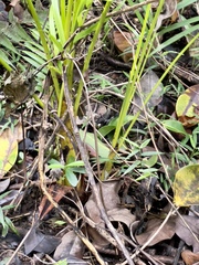 Dypsis lutescens