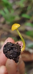 Mycena oregonensis