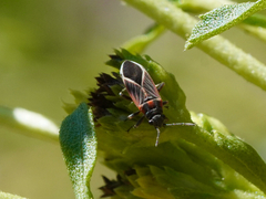 Ochrimnus carnosulus