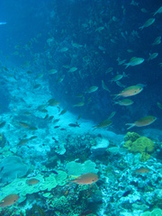 Azurina multilineata