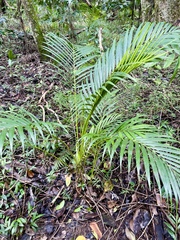 Dypsis lutescens