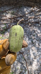 Aristolochia tomentosa
