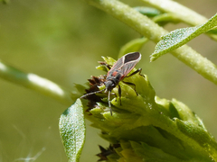 Ochrimnus carnosulus