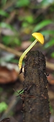Mycena oregonensis