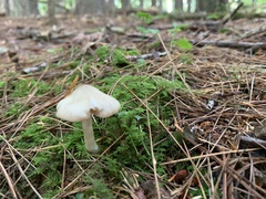 Pseudosperma sororium