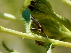 Ochrimnus carnosulus