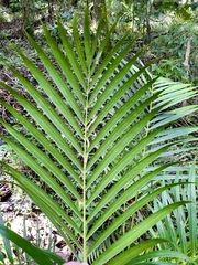 Dypsis lutescens