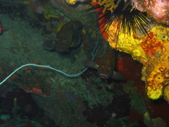 Cephalopholis cruentata
