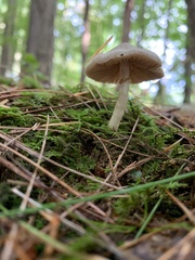 Pseudosperma sororium